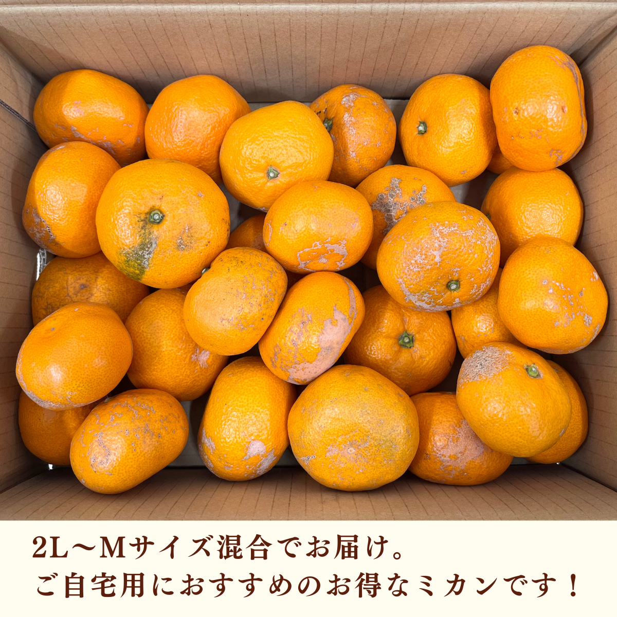 味美人（青島みかん）の商品画像 3