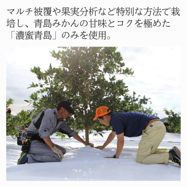 純しぼり「極」【順次発送～なくなり次第終了】 | 三ヶ日みかんの通販
