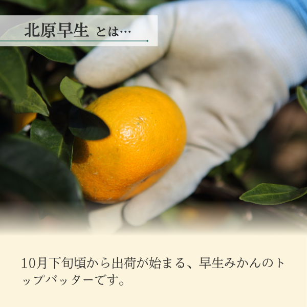 北原早生みかん【極早生みかん】の商品画像 2
