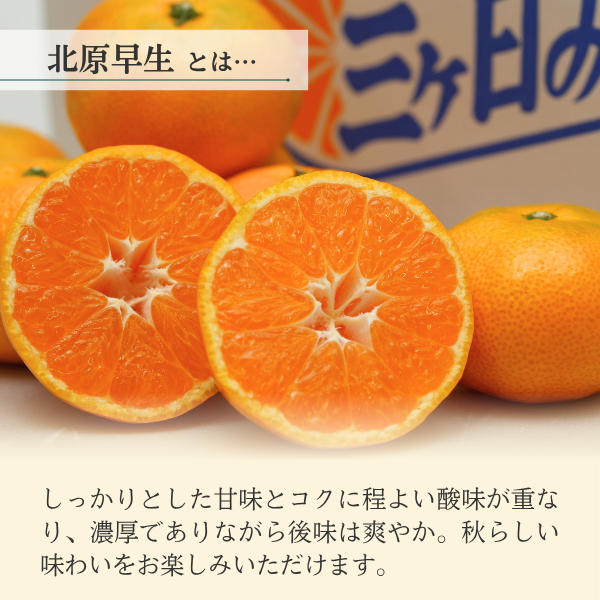 北原早生みかん【極早生みかん】の商品画像 3
