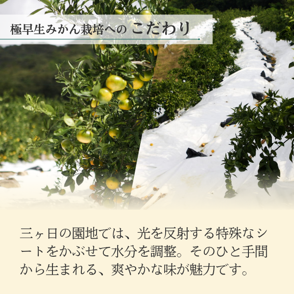 極早生みかん【日南１号】の商品画像 2
