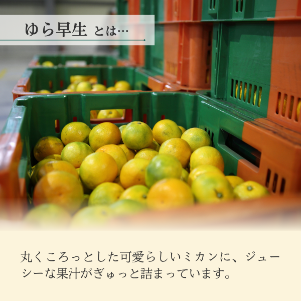 ゆら早生みかん【極早生みかん】の商品画像 3
