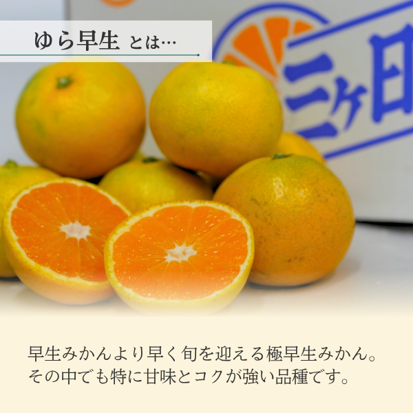 ゆら早生みかん【極早生みかん】の商品画像 2