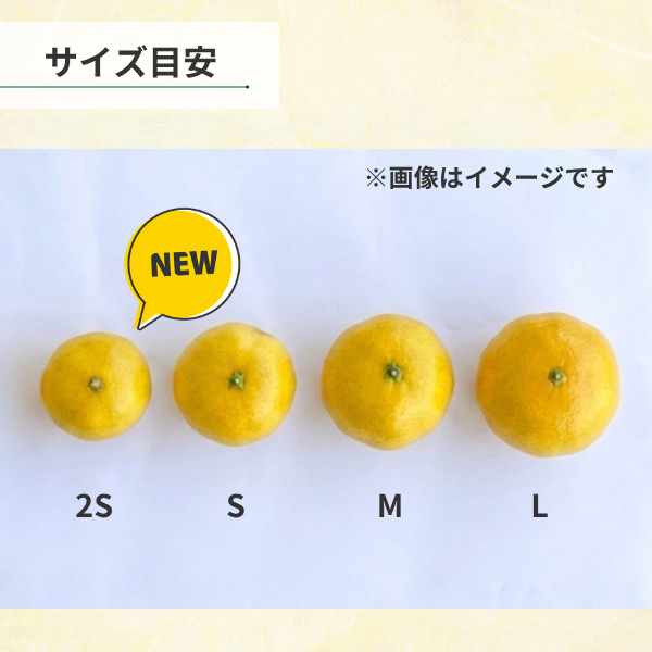 ゆら早生みかん【極早生みかん】の商品画像 5