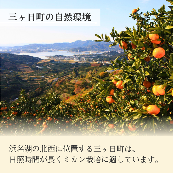 ゆら早生みかん【極早生みかん】の商品画像 6