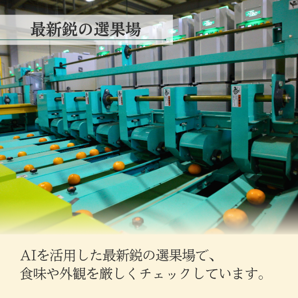 ゆら早生みかん【極早生みかん】の商品画像 8