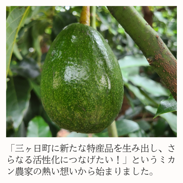 三ヶ日アボカドの商品画像 3