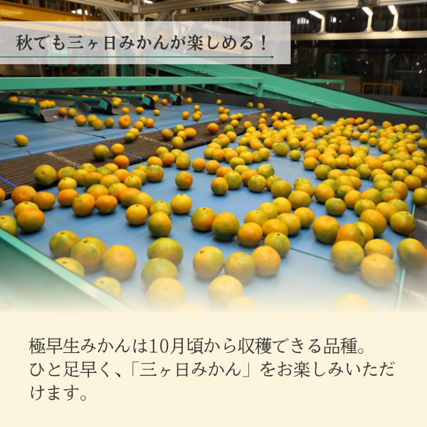 極早生みかん【日南１号】の商品画像 3