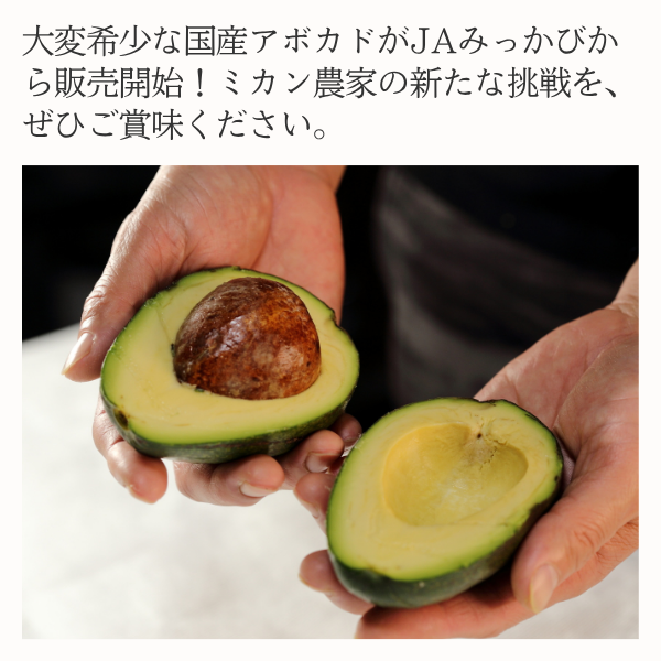 三ヶ日アボカドの商品画像 2
