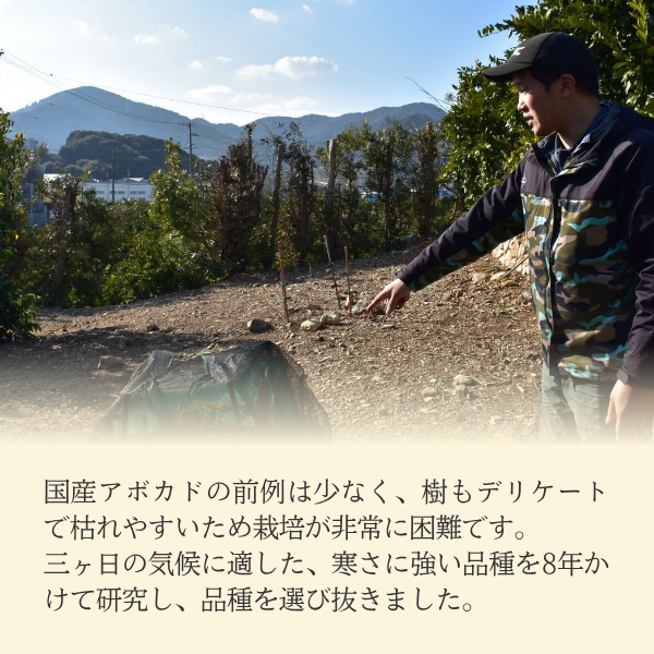 三ヶ日アボカドの商品画像 4