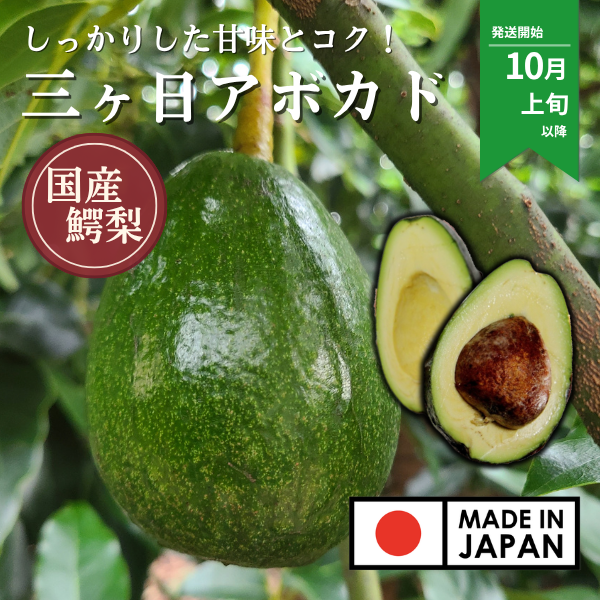 三ヶ日アボカド | 三ヶ日みかんの通販・ギフト購入ならJAみっかび公式