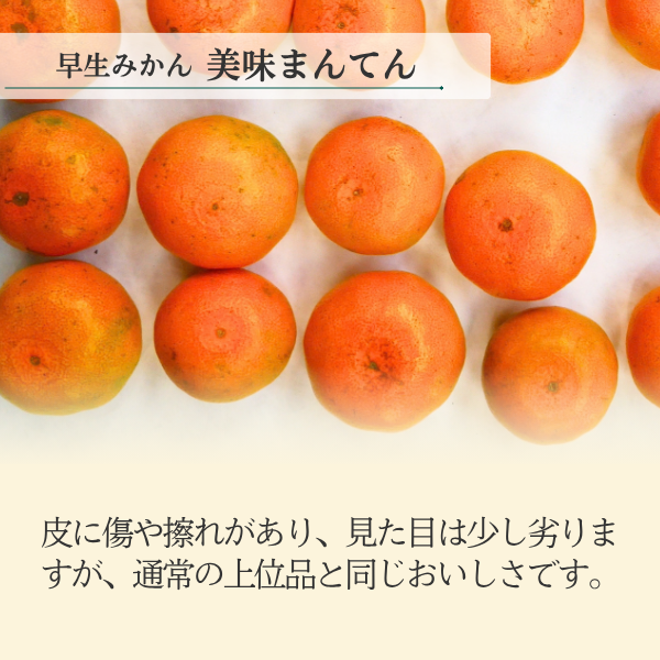 早生みかん 味美人（美味まんてん）8kgの商品画像 2