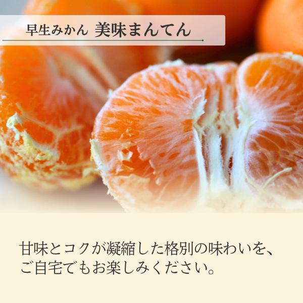 早生みかん 味美人（美味まんてん）8kg | 三ヶ日みかんの通販・ギフト