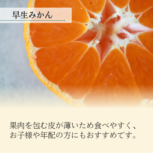 早生みかん 【11/23～11/29着予定】の商品画像 3