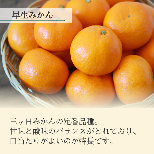 早生みかん 【11/23～11/29着予定】の商品画像 2