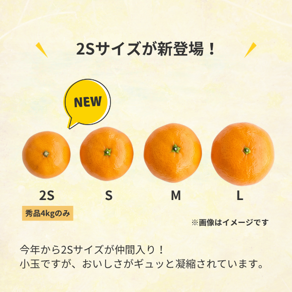 早生みかん 【11/23～11/29着予定】の商品画像 7