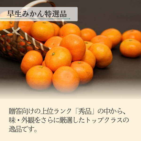 ＼秀の上位ランク／ 早生みかん 特選品 Mサイズ【数量限定】の商品画像 2