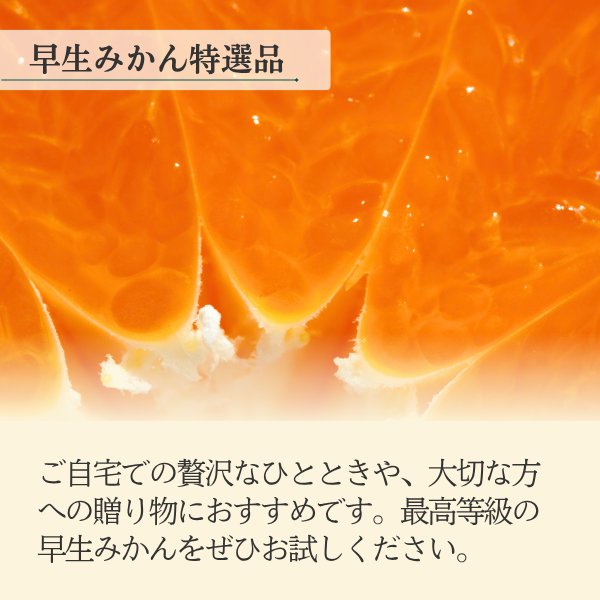 ＼秀の上位ランク／ 早生みかん 特選品 Mサイズ【数量限定】の商品画像 3