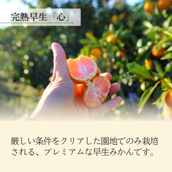完熟早生「心」 【12/9頃～12/14頃発送】 | 三ヶ日みかんの通販