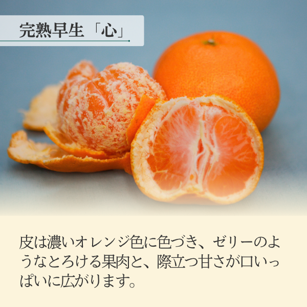 完熟早生「心」 【12/9頃～12/14頃発送】 | 三ヶ日みかんの通販