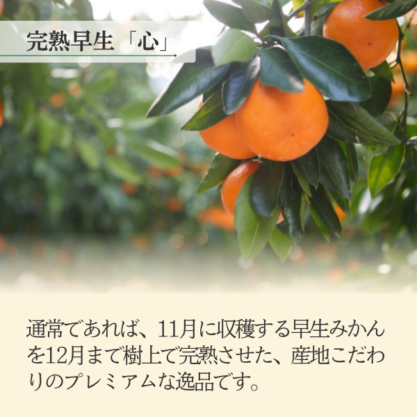 完熟早生「心」 【12/9頃～12/14頃発送】の商品画像 3