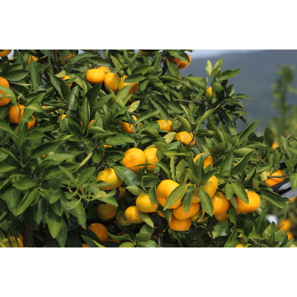 極早生みかん【日南1号】 | 三ヶ日みかんの通販・ギフト購入ならJA